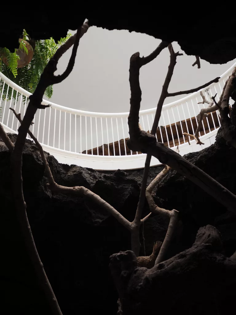 Interior view of César Manrique's foundation in Lanzarote with volcanic rock, tree and stairs.