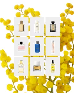 A curated collage of mimosa fragrances — Lovely Finds by Perfumato Magazine